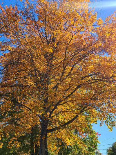 Etra Lake Park - East Windsor, NJ