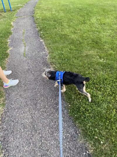 Woods Road Community Park - East Windsor, NJ