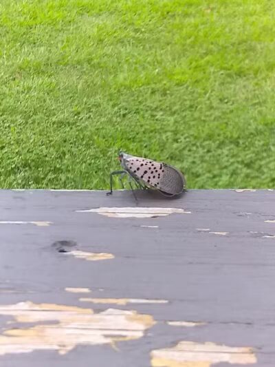 Woods Road Community Park - East Windsor, NJ