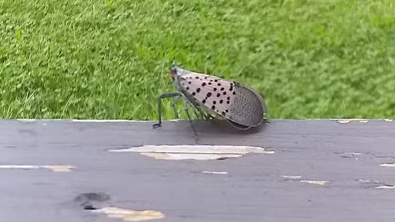 Woods Road Community Park - East Windsor, NJ