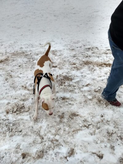 Otter Creek Off-Leash Dog Park - Eau Claire, WI