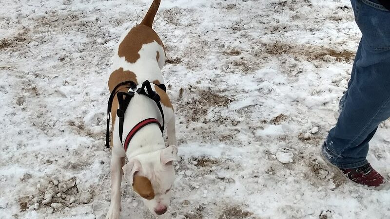 Otter Creek Off-Leash Dog Park - Eau Claire, WI