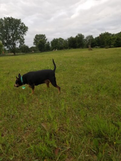 Otter Creek Off-Leash Dog Park - Eau Claire, WI