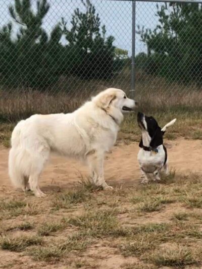 Otter Creek Off-Leash Dog Park - Eau Claire, WI