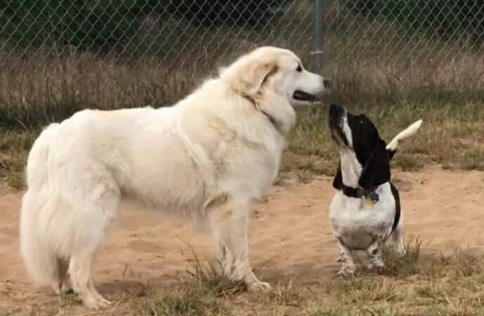 Otter Creek Off-Leash Dog Park - Eau Claire, WI