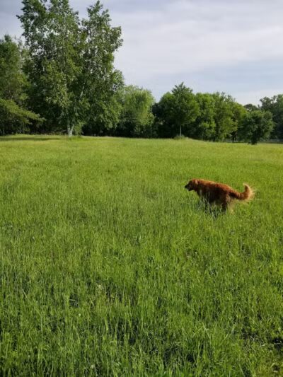 Otter Creek Off-Leash Dog Park - Eau Claire, WI