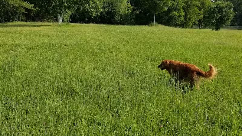 Otter Creek Off-Leash Dog Park - Eau Claire, WI