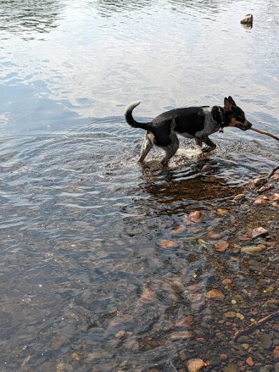 Southwest Dog Park - Eau Claire, WI