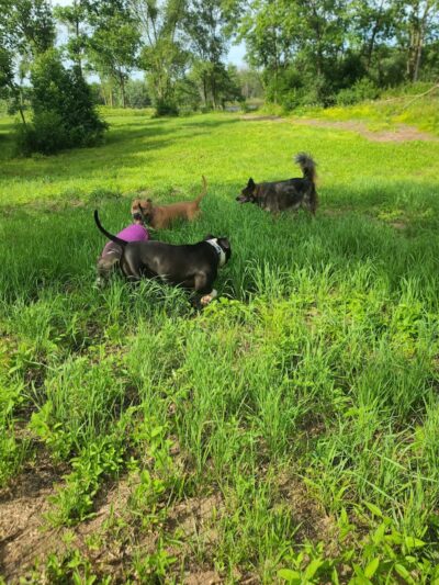 Southwest Dog Park - Eau Claire, WI