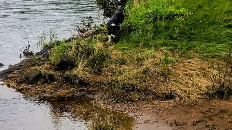 Southwest Dog Park - Eau Claire, WI