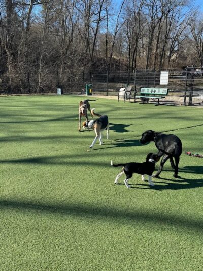 Brent Leh Dog Park - Edwardsville, IL