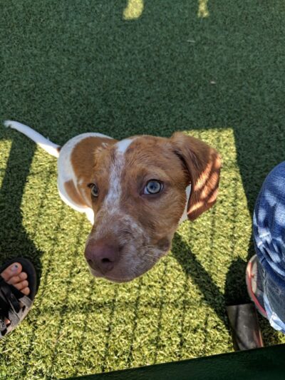 Brent Leh Dog Park - Edwardsville, IL