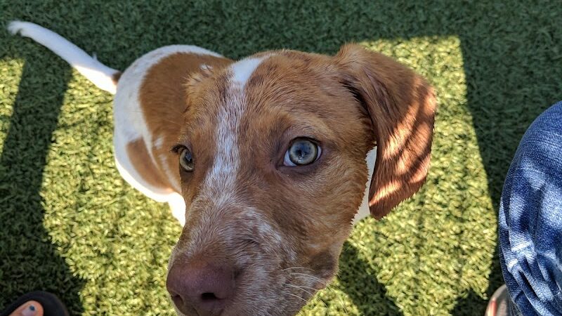 Brent Leh Dog Park - Edwardsville, IL