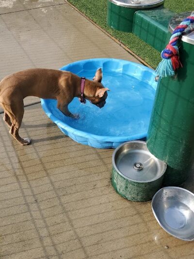 Brent Leh Dog Park - Edwardsville, IL
