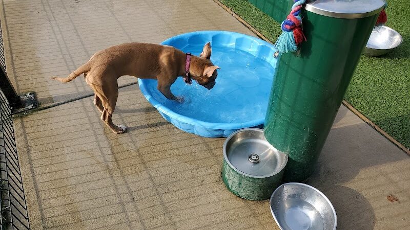 Brent Leh Dog Park - Edwardsville, IL