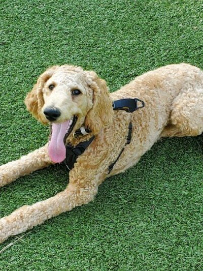 Brent Leh Dog Park - Edwardsville, IL