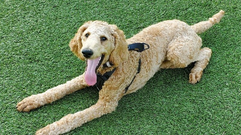 Brent Leh Dog Park - Edwardsville, IL