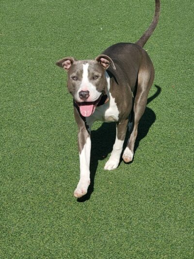 Brent Leh Dog Park - Edwardsville, IL