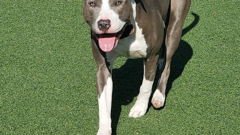 Brent Leh Dog Park - Edwardsville, IL