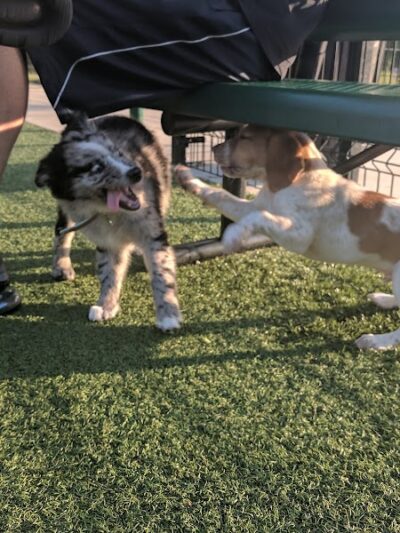 Brent Leh Dog Park - Edwardsville, IL