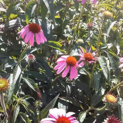 Bliss Park - Effingham, IL