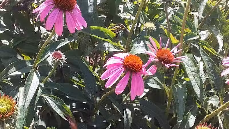 Bliss Park - Effingham, IL
