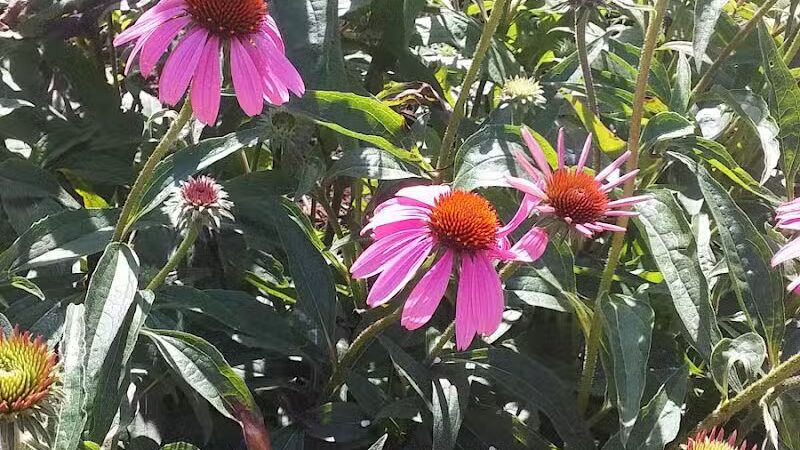 Bliss Park - Effingham, IL