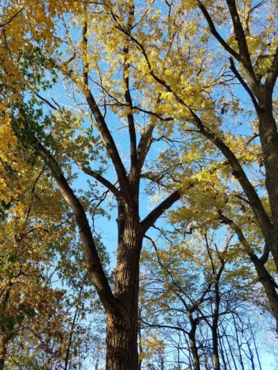 Evergreen Hollow Park - Effingham, IL