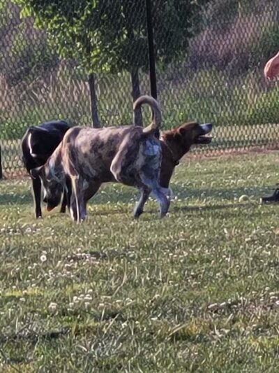 Harmony Park - Effingham, IL