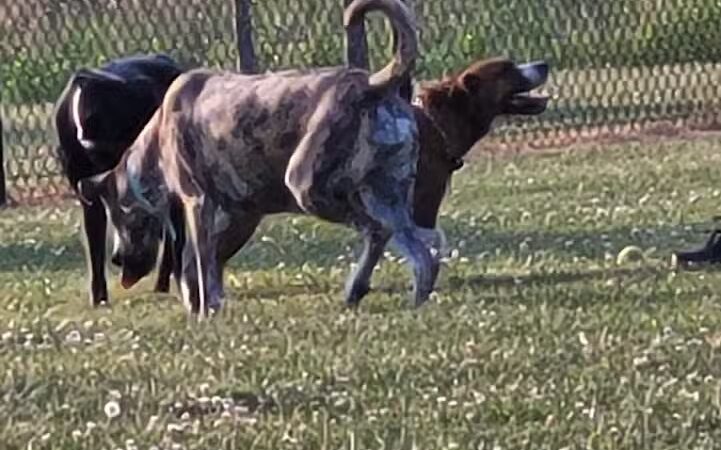 Harmony Park - Effingham, IL