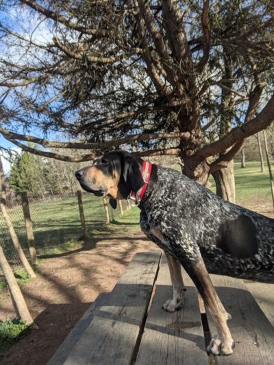 Mingo Creek Dog Park - Eighty Four, PA