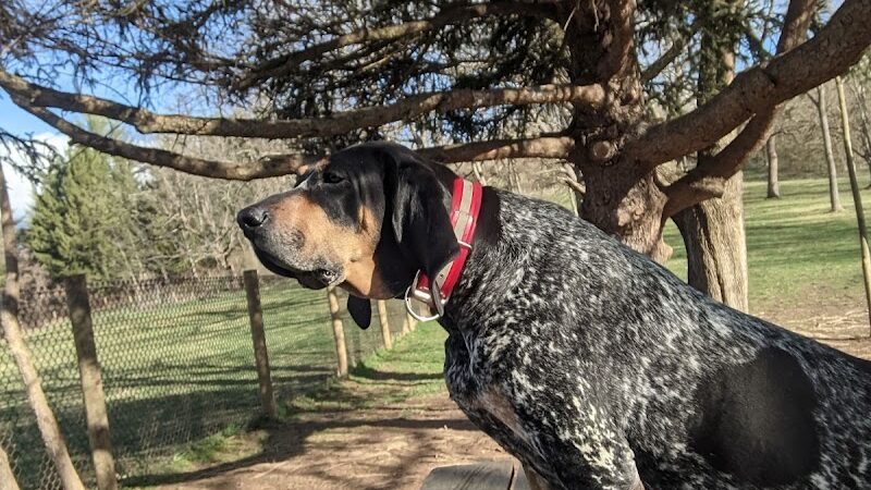 Mingo Creek Dog Park - Eighty Four, PA