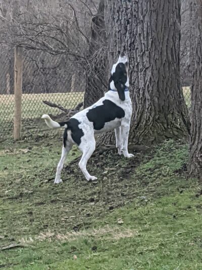 Mingo Creek Dog Park - Eighty Four, PA