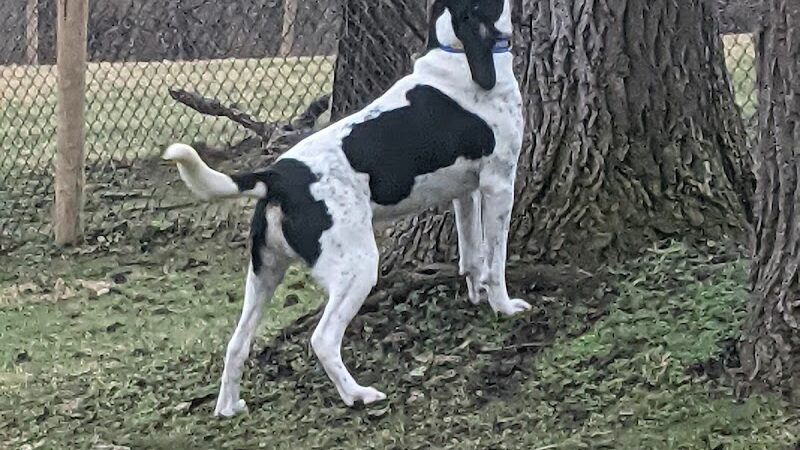Mingo Creek Dog Park - Eighty Four, PA