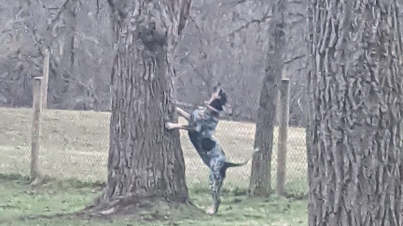 Mingo Creek Dog Park - Eighty Four, PA