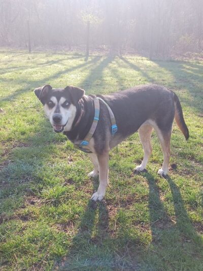 Mingo Creek Dog Park - Eighty Four, PA