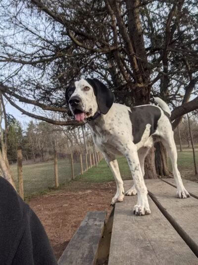 Mingo Creek Dog Park - Eighty Four, PA