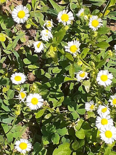 Karel Park - Eldorado, IL