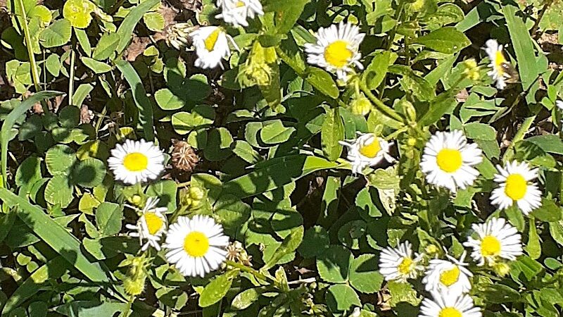 Karel Park - Eldorado, IL