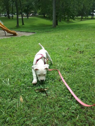 Karel Park - Eldorado, IL