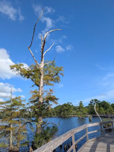Fenwick-Hollowell Wetlands Trail - Elizabeth City, NC