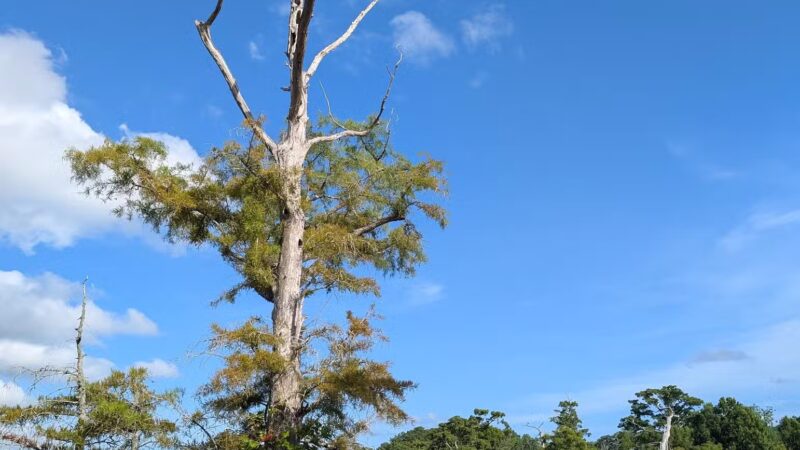 Fenwick-Hollowell Wetlands Trail - Elizabeth City, NC