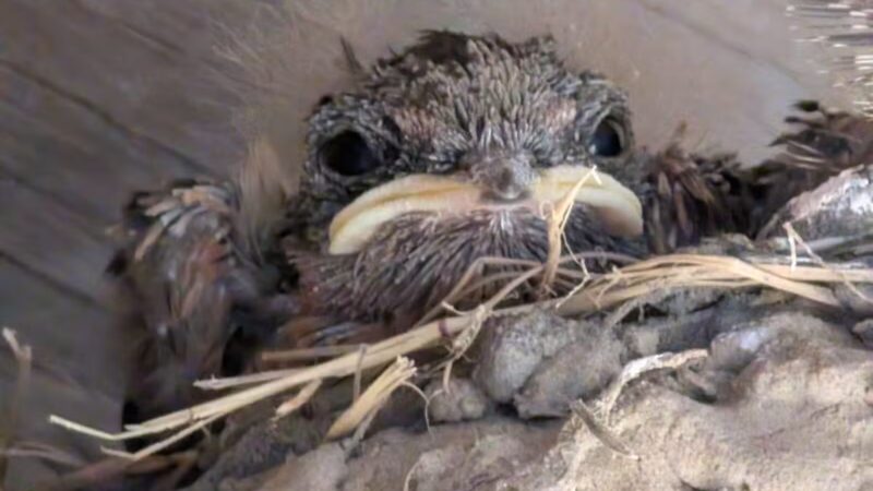Fenwick-Hollowell Wetlands Trail - Elizabeth City, NC
