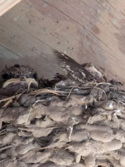 Fenwick-Hollowell Wetlands Trail - Elizabeth City, NC