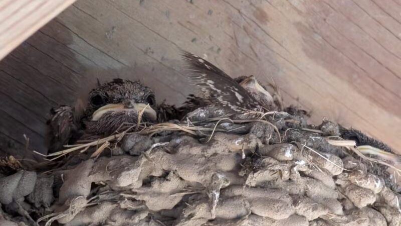 Fenwick-Hollowell Wetlands Trail - Elizabeth City, NC