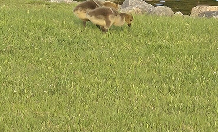 Coast Guard Park - Elizabeth City, NC