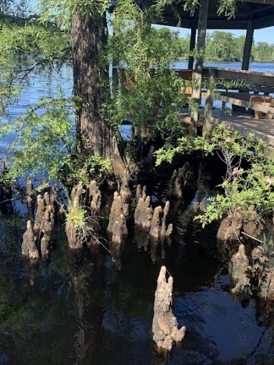 Fenwick-Hollowell Wetlands Trail - Elizabeth City, NC