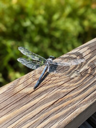Fenwick-Hollowell Wetlands Trail - Elizabeth City, NC