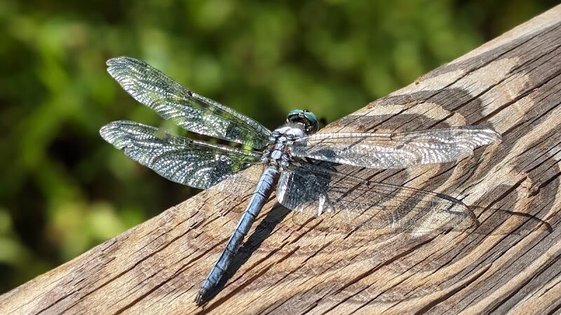 Fenwick-Hollowell Wetlands Trail - Elizabeth City, NC