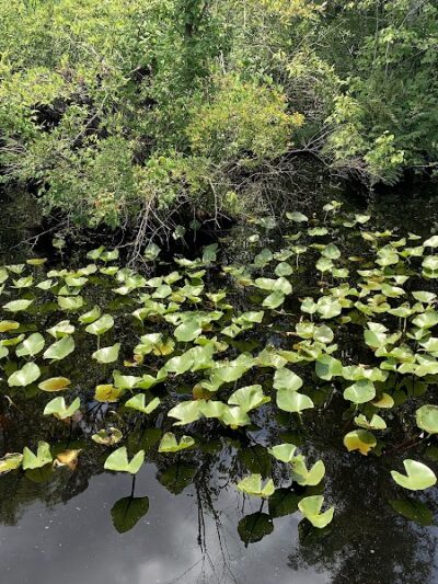 Fenwick-Hollowell Wetlands Trail - Elizabeth City, NC